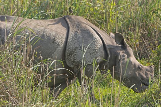 Indian Rhino with bird in the Grassland in Kaziranga National Park in India