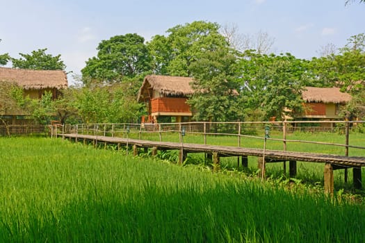 Bamboo Bridge across a Rice Paddy in a Tourist Lodge in Assam, India