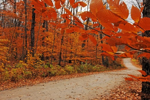 A small street in the forest in autumn with beautiful yellow leaves in the .Algonquin park on Ontario, Canada..