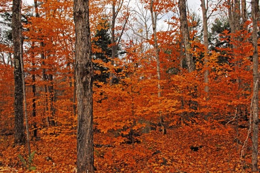 Beautiful orange leaves in the forest in autumn in Algonquin park in .Ontario, Canada..