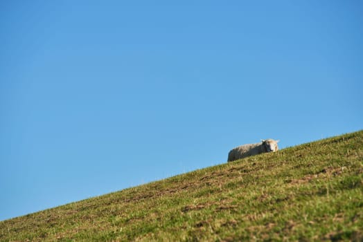 deichschafe on sylt