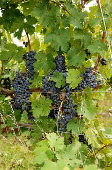 A bunch of ripe blue grapes on a wine stock in a wine yard in Ontario .waiting for frost to become icewine..
