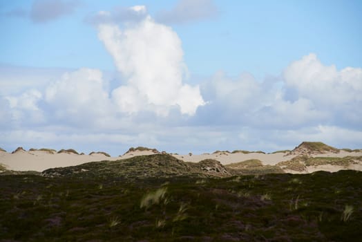dunes and heath at list on sylt