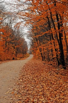 A small street in the forest in the fall with beautiful yellow leaves in the .Algonquin park on Ontario, Canada..