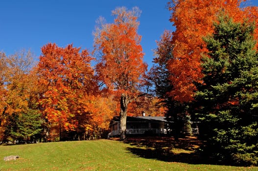 The scenery of beautiful color on big trees in the autumn in Ontario,.Canada under bright blue sky..