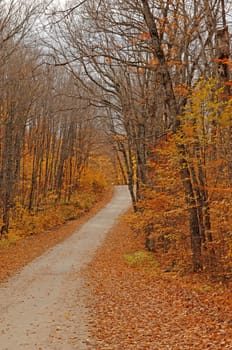 A small street in the forest in autumn with beautiful yellow leaves in the .Algonquin park on Ontario, Canada...
