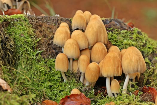 Tintlings on tree stump