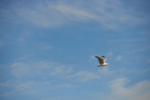 silver gulls on sylt