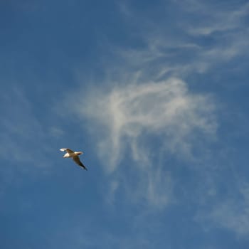 silver gulls on sylt