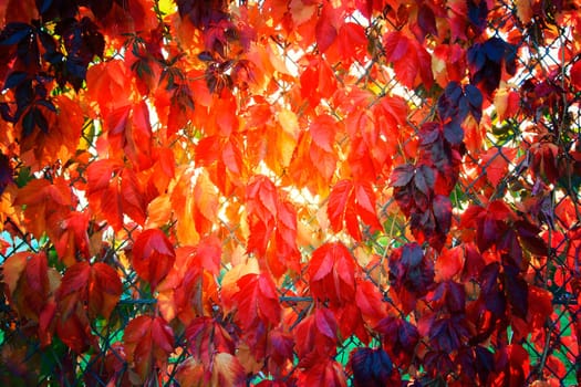 Colorful autumn leaves