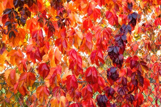 Colorful autumn leaves