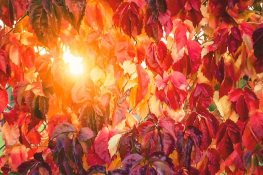 Colorful autumn leaves