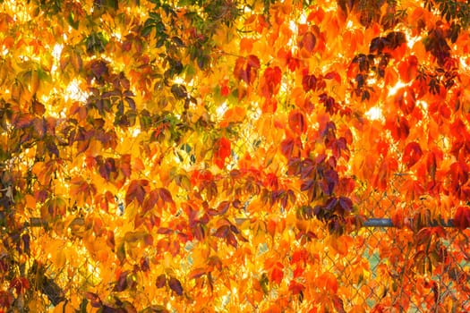 Colorful autumn leaves