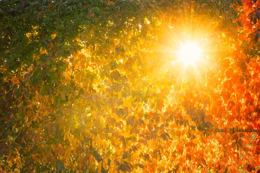Colorful autumn leaves