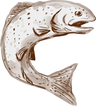 Watercolor style illustration of a rainbow trout fish jumping viewed from the side set on isolated white background.