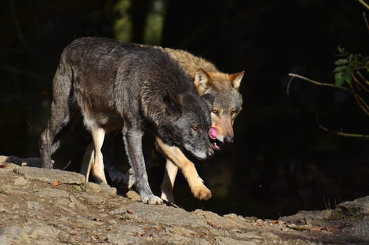 Timber Wolves