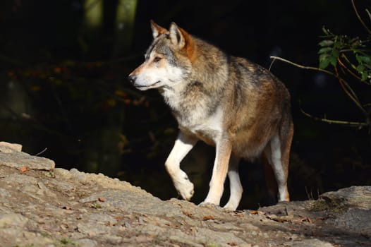 Timberwolf