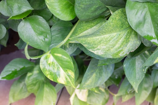 Green leaves with day light , stock photo