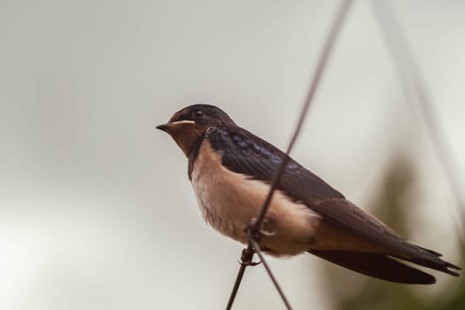 Smoky Swallow - Hirundo rustica - Young animal sitting on a fence