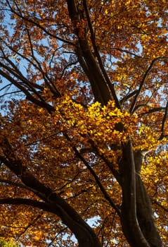 Autumn beech