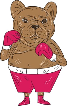 Illustration of a french bulldog boxer in a boxing stance viewed from front set on isolated white background done in cartoon style.