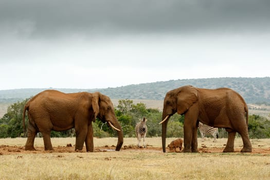 Bush Elephants staring at each other at the watering hole.