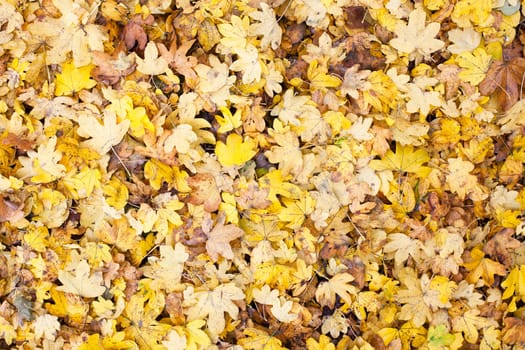 Background of colorful autumn leaves on the ground.