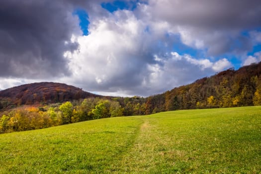 Landscape in autumn,forest with deciduous tree and meadow