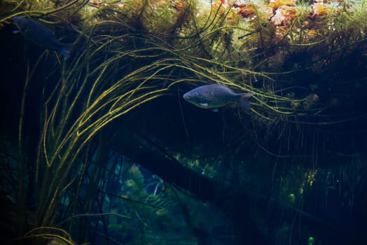 wild common carp (cyprinus carpio) in natural lake
