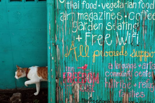 a cat in a guesthouse with wifi in the Tourist Quater in the city of chiang mai in the north of Thailand in Southeastasia. ...