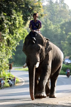 a elephant on the Road in the north of chiang mai in the north of Thailand in Southeastasia. ...