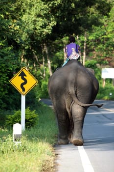 a elephant on the Road in the north of chiang mai in the north of Thailand in Southeastasia. ...