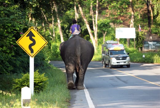 a elephant on the Road in the north of chiang mai in the north of Thailand in Southeastasia. ...