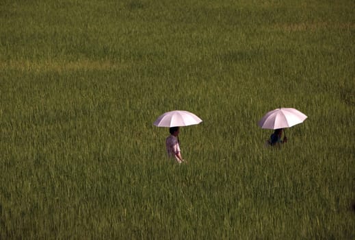 a farming village of the minority of Lahu or Lisu near the village of Chiang Dao in the north of chiang mai in the north of Thailand in Southeastasia. ...