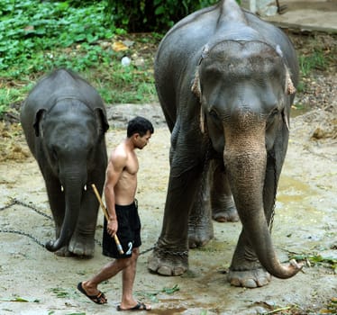 an Elephant Camp near the city of chiang mai in the north of Thailand in Southeastasia. ...