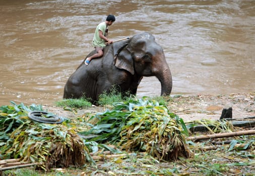 an Elephant Camp near the city of chiang mai in the north of Thailand in Southeastasia. ...