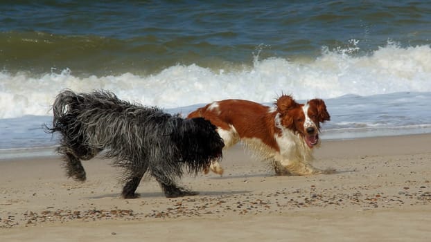 A Schapendoes and a Wilsh Springer Spaniel on the beach
