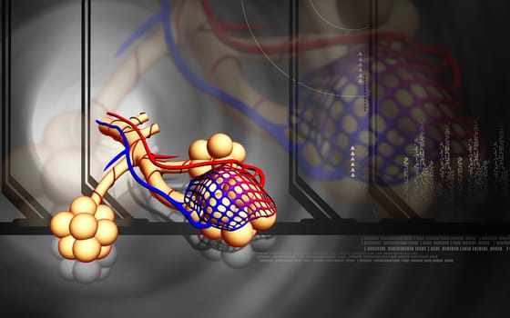 Digital illustration of alveoli in colour background