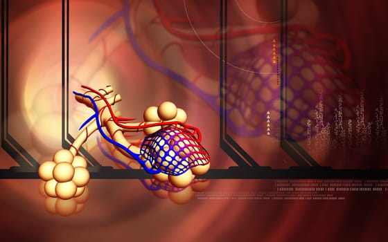 Digital illustration of alveoli in colour background