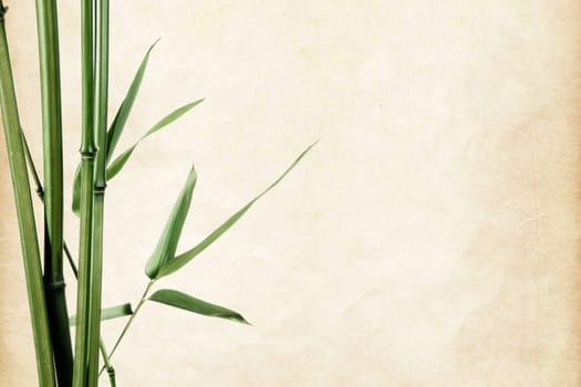bamboo leaves border on vintage old paper background with copy space