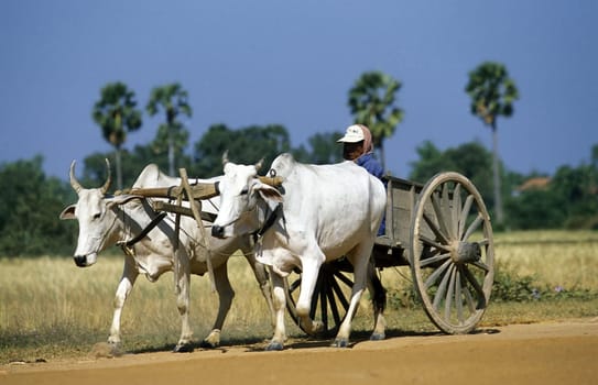 farmers at the ricefield in a Farmer village outside of the city of phnom penh in cambodia in southeastasia.