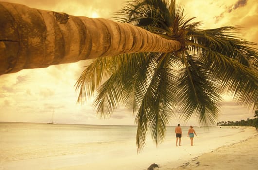 a Beach at the Village of Las Terrenas on Samanaon in The Dominican Republic in the Caribbean Sea in Latin America.