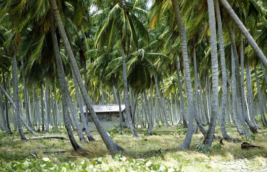 a traditional Woodhouse at the Village of Las Terrenas on Samanaon in The Dominican Republic in the Caribbean Sea in Latin America.