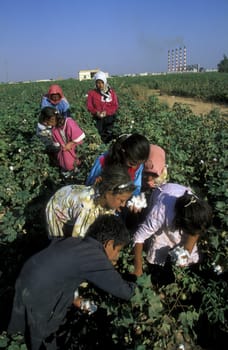 Children harvesting cotton near Aleppo in northern Syria in the Middle East in Arabia.