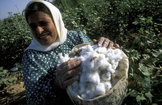 A woman harvesting cotton near Aleppo in northern Syria in the Middle East in Arabia.