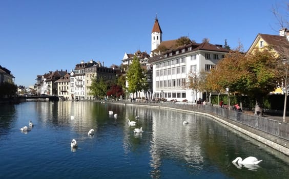 Swans on the Aare in Thun