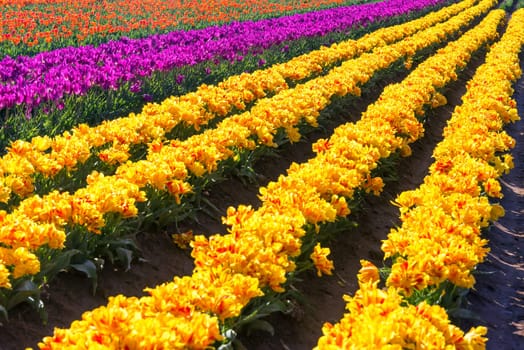View of yellow tulips in Woodburn, Oregon