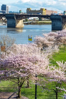 Cherry blossoms and Burnside Bridge in downtown Portland, Oregon in the Spring time