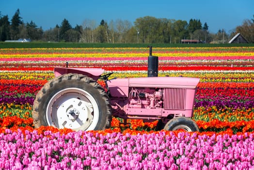 Pink tractor in a brightly colored field of tulips in Woodburn, Oregon