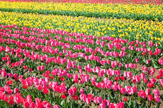 Field with beautiful pink and yellow tulips in Woodburn, Oregon